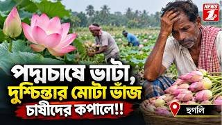 পদ্মচাষে ভাটা, দুশ্চিন্তার মোটা ভাঁজ চাষীদের কপালে!!