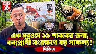 এক মরশুমে ১১ শাবকের জন্ম, বন্যপ্রাণী সংরক্ষণে বড় সাফল্য!
